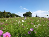 万博記念公園